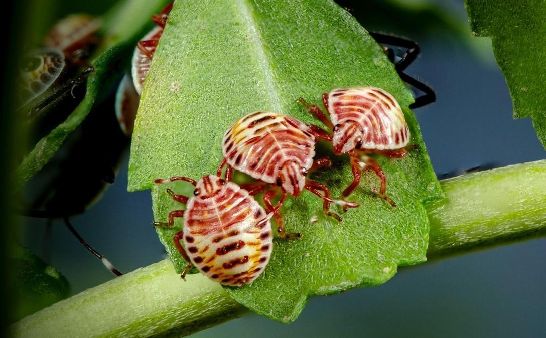 В зимний период комнатные растения чаще страдают от вредителей.