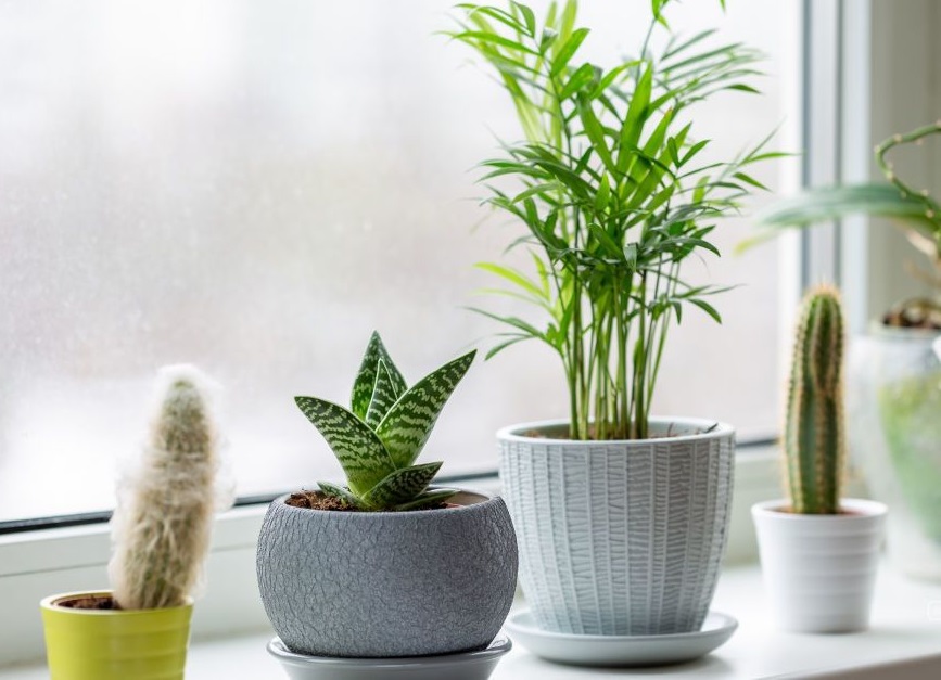 Зимой комнатные растения особенно нуждаются в дополнительном свете.