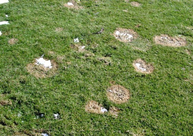 С чего начинать уход за газоном весной? С чего начинать уход за газоном весной?