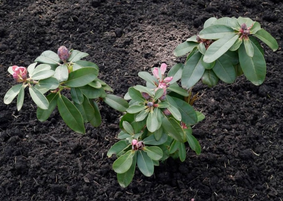 Для удачной посадки рододендрона необходимо выбрать правильное место.