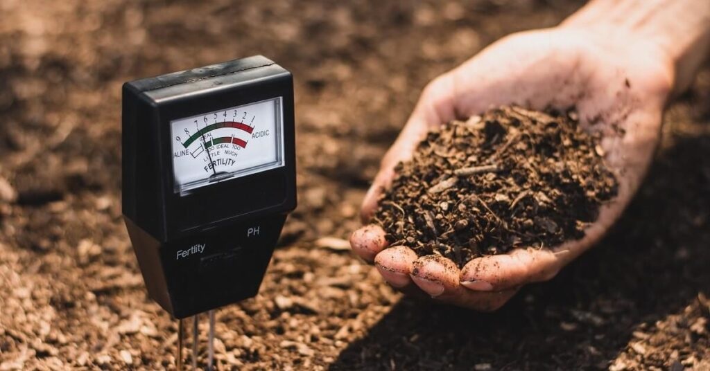 Проверяем кислотность почвы