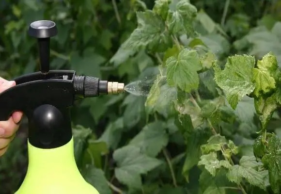 Важно проводить профилактическое опрыскивание осенью.