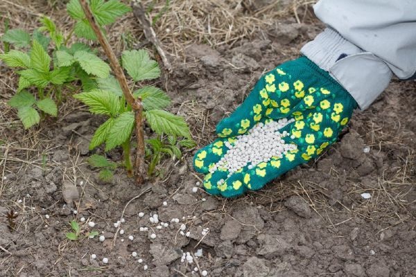 В осенний период у малины наибольшая потребность в калии и фосфоре.