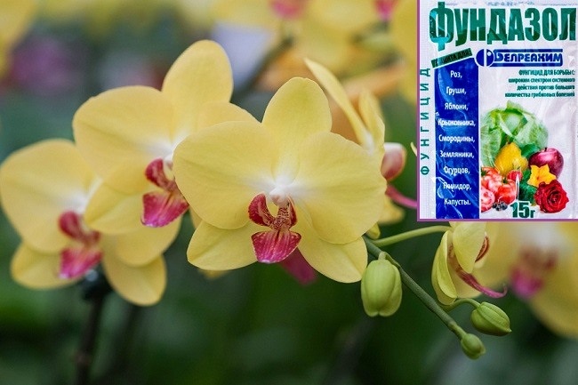 Препарат Фундазол Препарат Фундазол