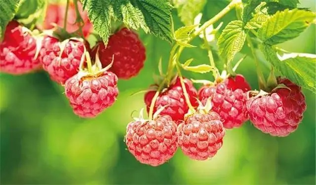 Садовая малина