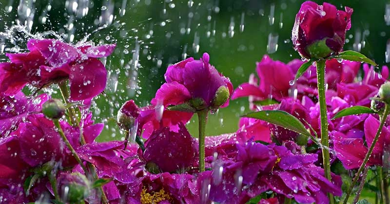 Начинать полив пионов следует сразу, как только установилась сухая погода. Начинать полив пионов следует сразу, как только установилась сухая погода.