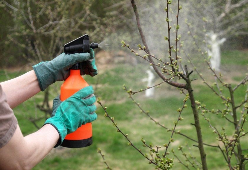 Подкормка производится 3 раза за один сезон.