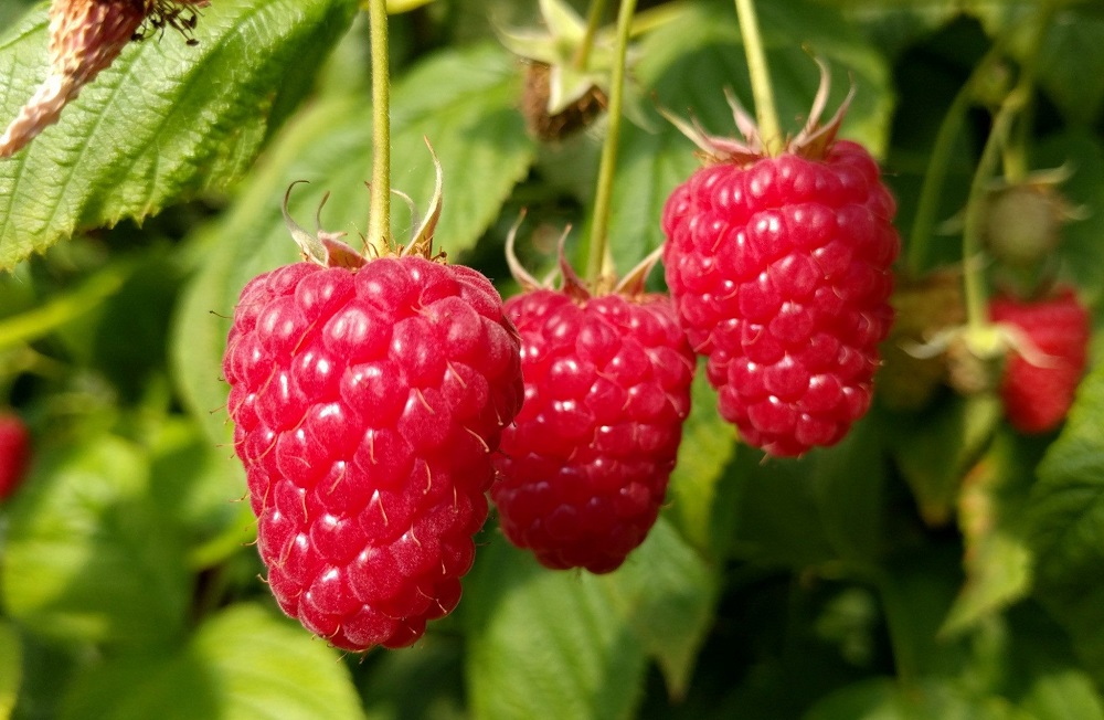 Ремонтантная малина сорт Энросадира