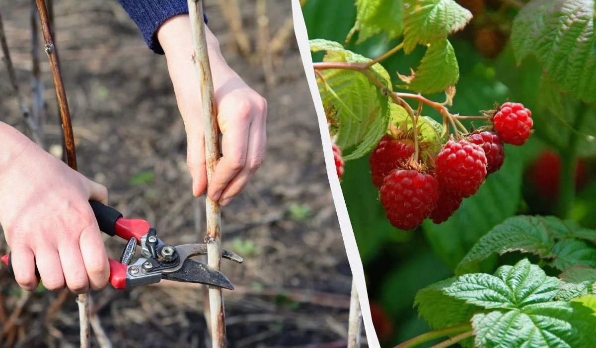 Особенности обрезки ремонтантной малины