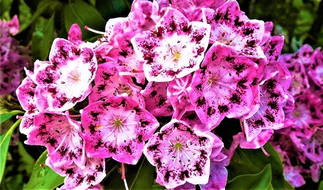 Кальмия Latchmin