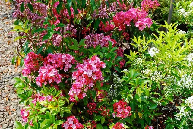 Кальмия Pinkobello