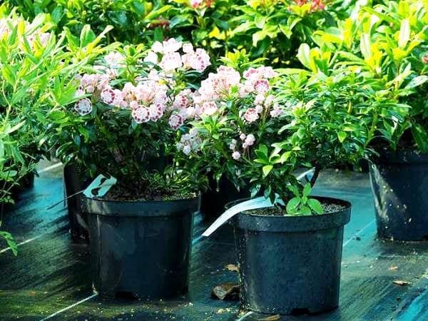 Высадка кальмии в открытый грунт