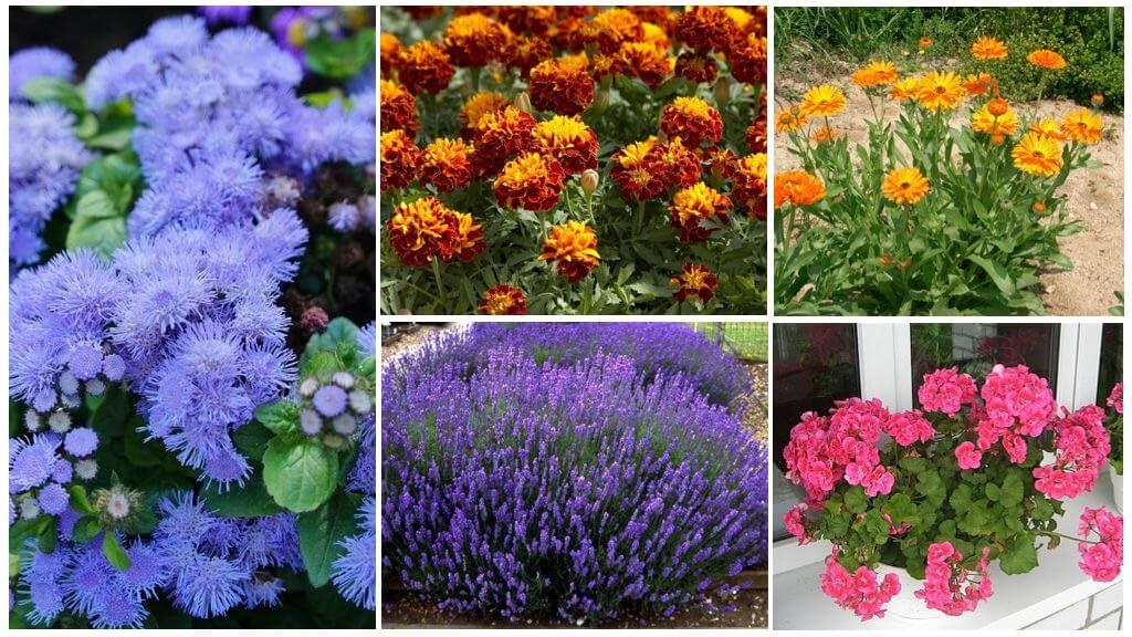 Растения-репелленты, отпугивающие комаров