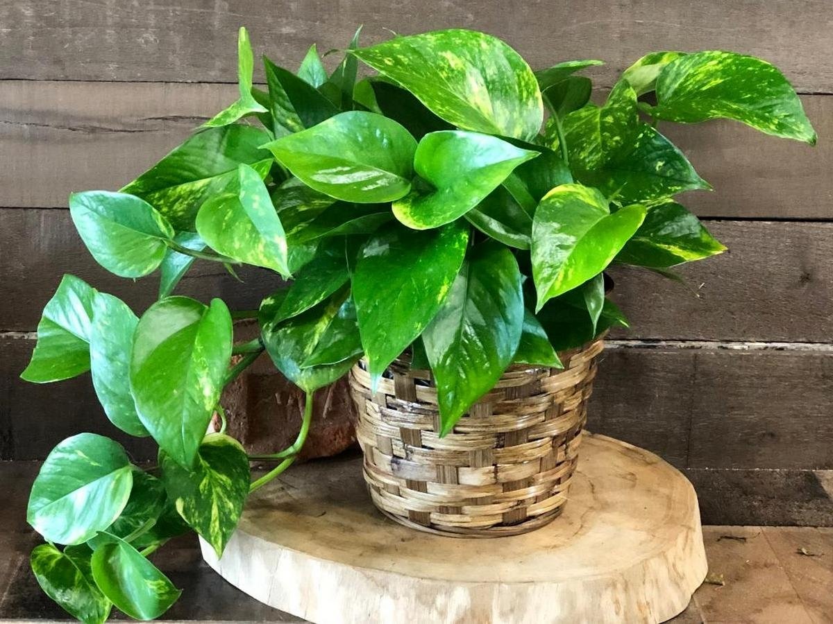 Ліанам  комфортно за м’якого, розсіяного освітлення та достатньої вологості повітря.