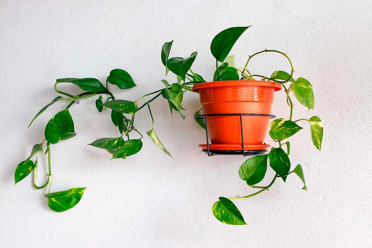 Незважаючи на спільні риси, ліани суттєво відрізняються між собою. 