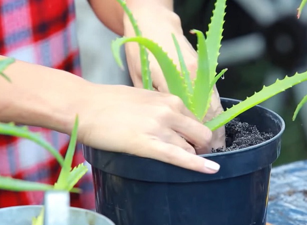 Найкращим періодом для розмноження алое вважається весняний сезон або перші літні місяці. 