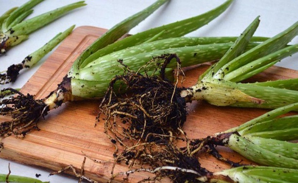 Живцювання вважається найпростішим і водночас найефективнішим способом розмноження алое.