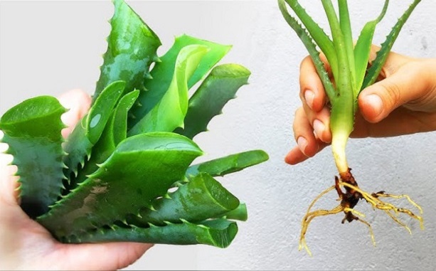 Розмноження алое з листка використовують тоді, коли на рослині немає молодих пагонів.