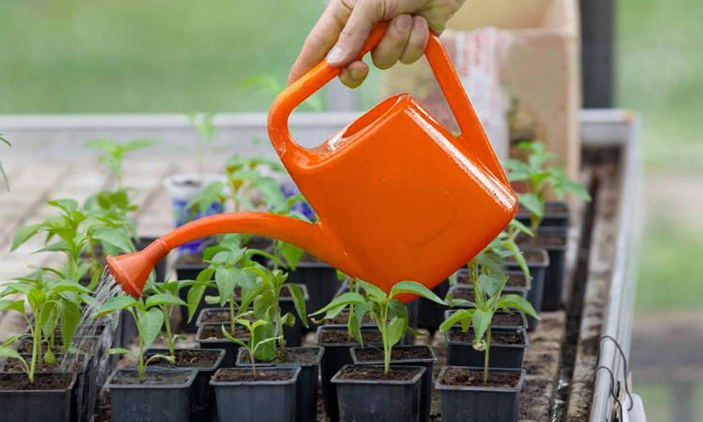 Полив рассады перца