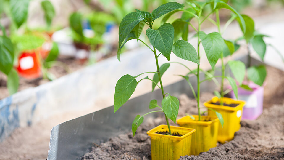 Рассада перца в домашних условиях