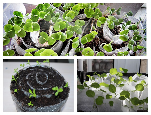 Що таке равлики та пелюшки?