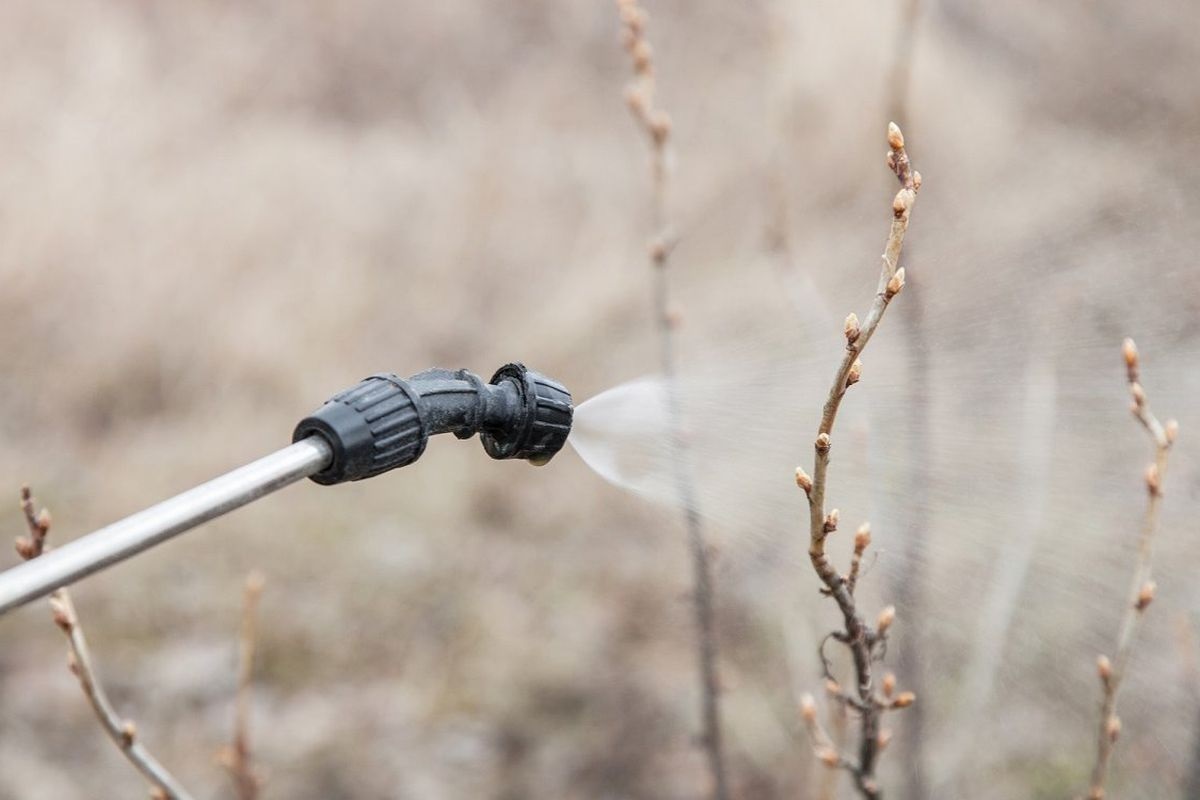 Механическое уничтожение тли