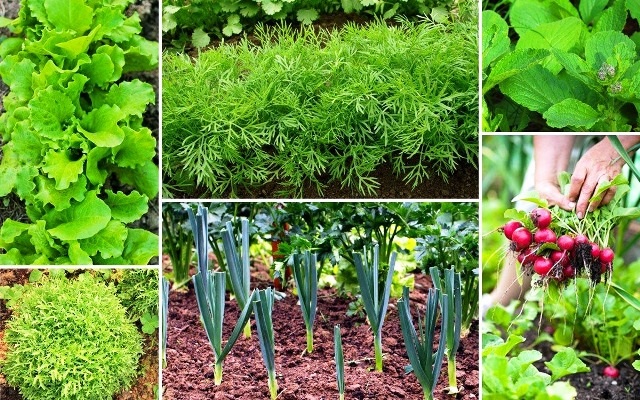 Посадка овощей в июне Посадка овощей в июне