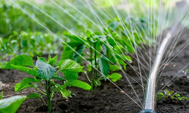 Регулярный полив посаженных овощей Регулярный полив посаженных овощей