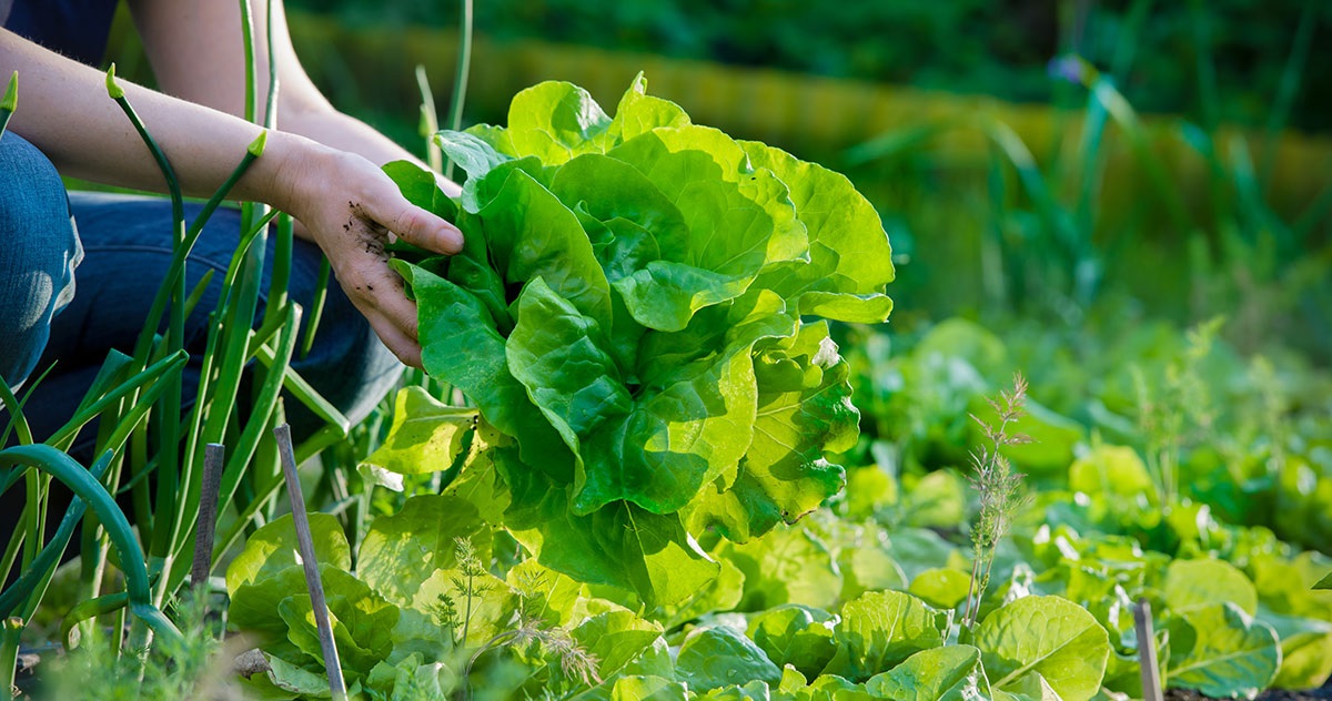 Зелень можно сажать практически все лето Зелень можно сажать практически все лето