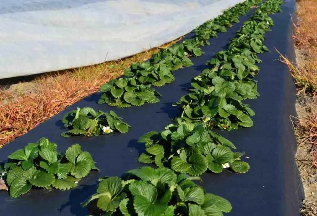 Переваги використання агроволокна