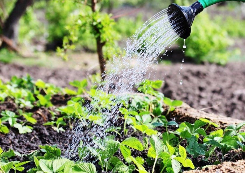 Полив полуниці