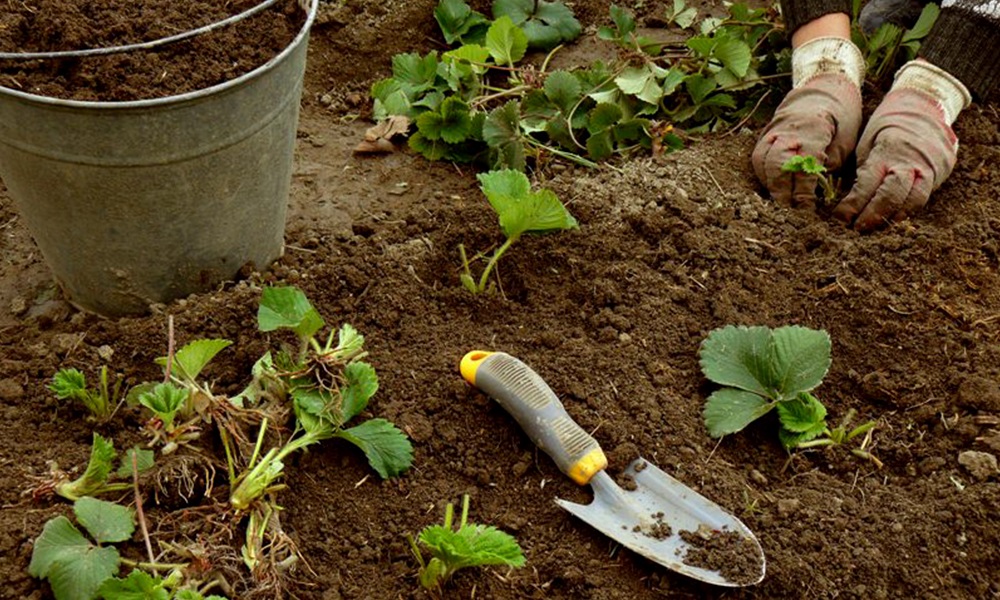 Підготовка ділянки для посадки полуниці під агроволокно