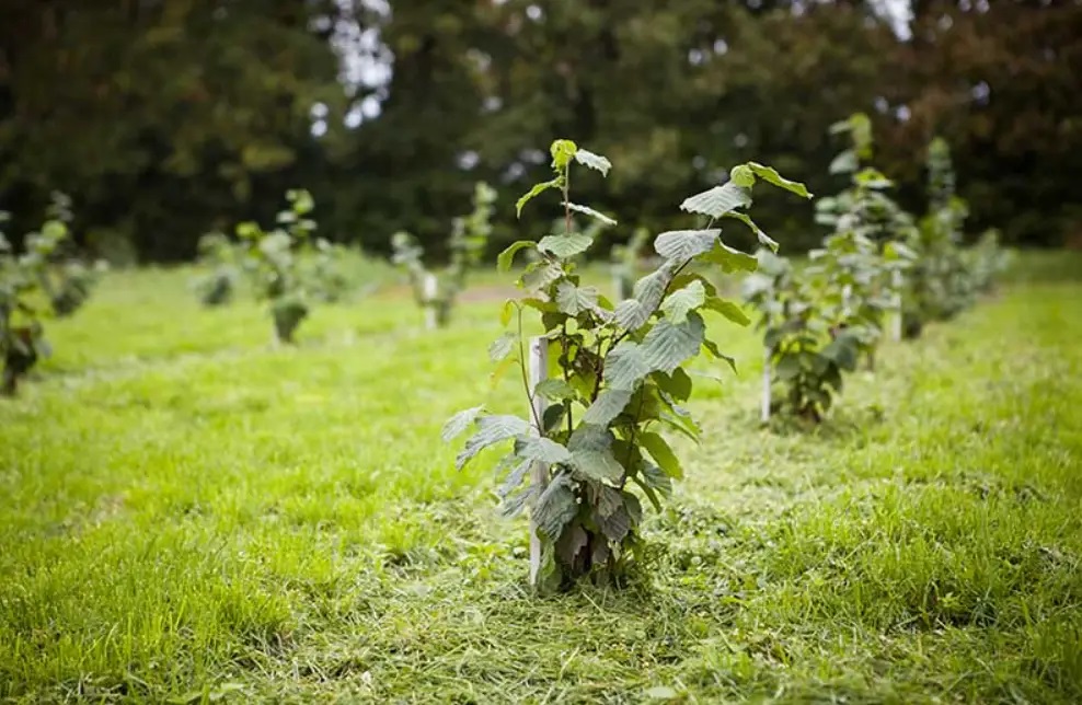 Кросс-опыление – это естественное условие успешного плодоношения фундука.