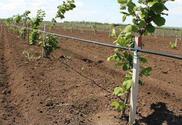 Особенности посадки фундука