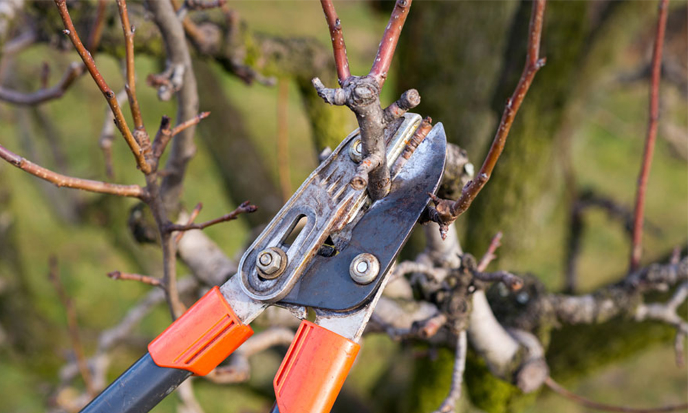 Обрезка дерева