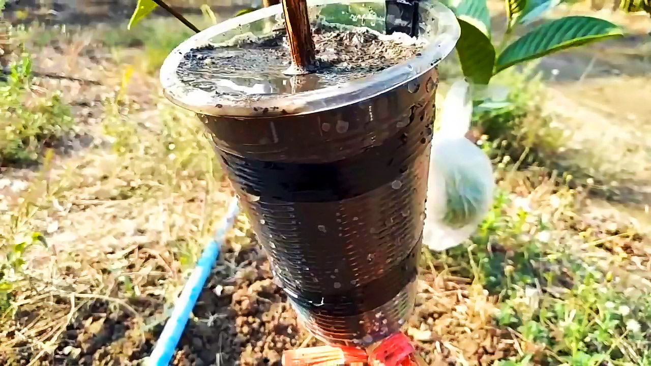 Процесс формирования саженца