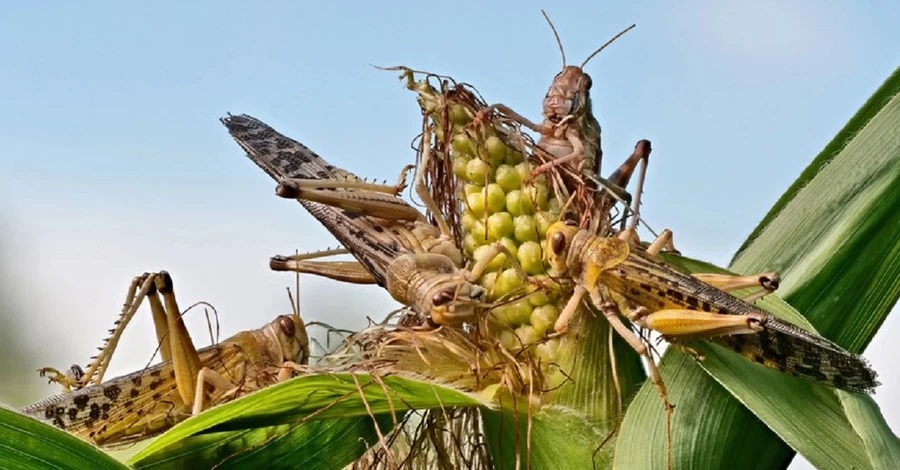 Сарана любит широкий спектр растений, но особенно поражает зерновые культуры.
