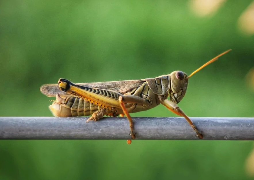 Сарана – один из самых разрушительных вредителей в аграрной сфере.