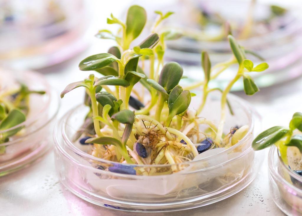 Лабораторное сходство семян