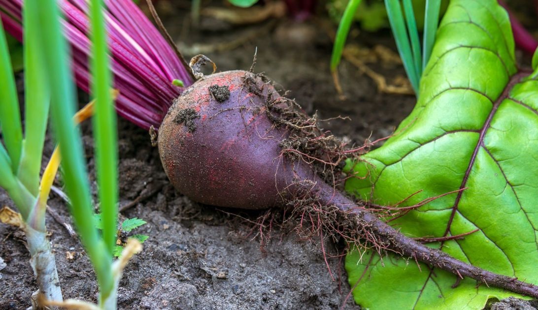 Как правильно ухаживать за свеклой? Как правильно ухаживать за свеклой?