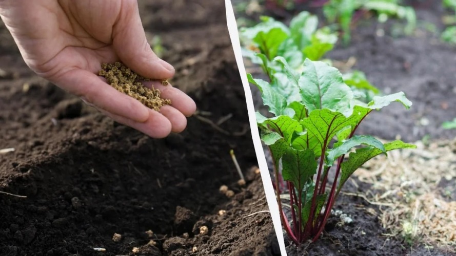 Когда лучше сажать свеклу? Когда лучше сажать свеклу?