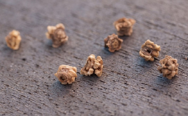 Тип посадочного материала во многом определяет результат. Тип посадочного материала во многом определяет результат.