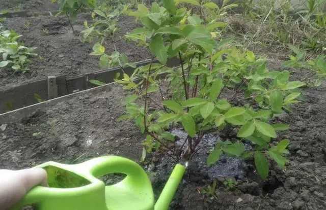 Жимолость нуждается в регулярном поливе.