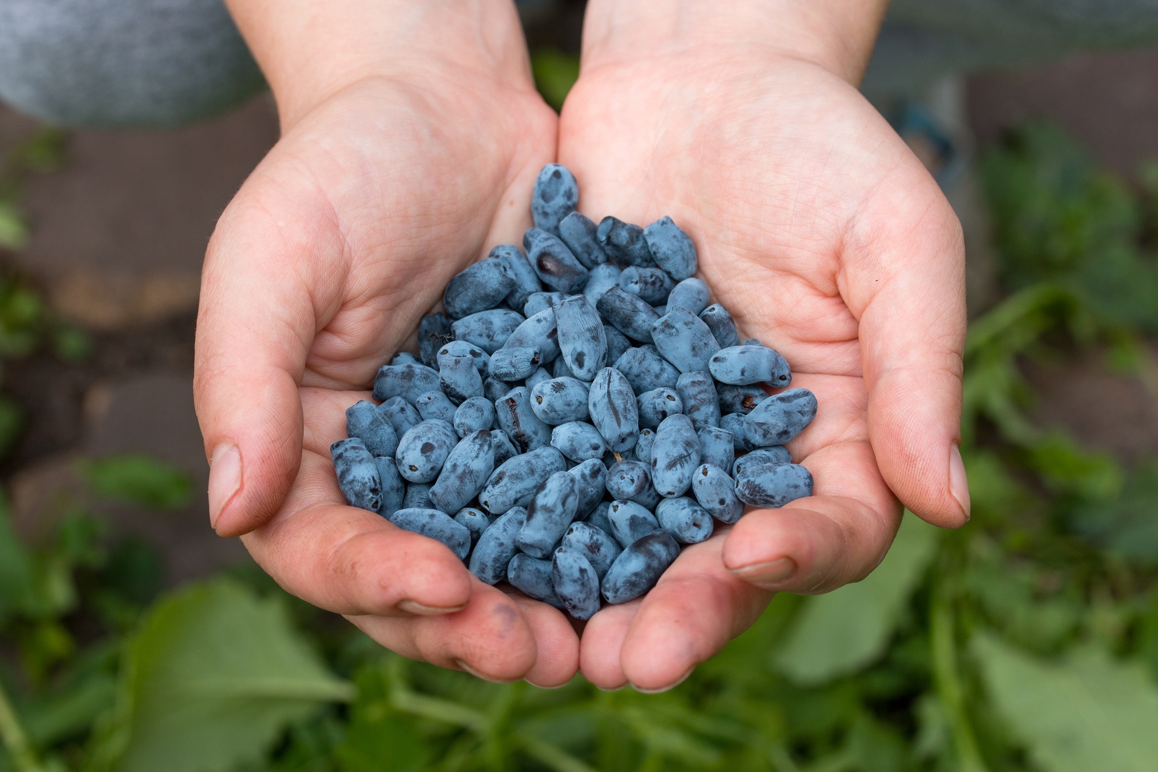 Жимолость созревает обычно в июне-июле.