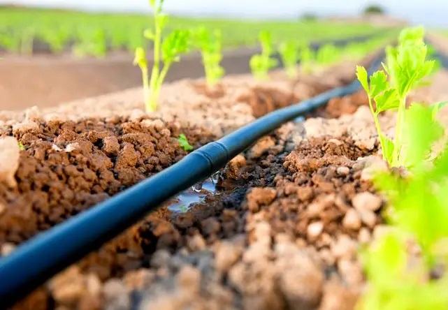 Основой успешного и урожайного сада есть правильный полив.