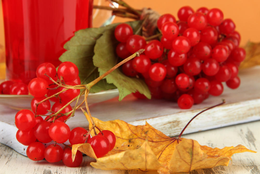 Калина – хороший кустарник и самое ценное целебное растение