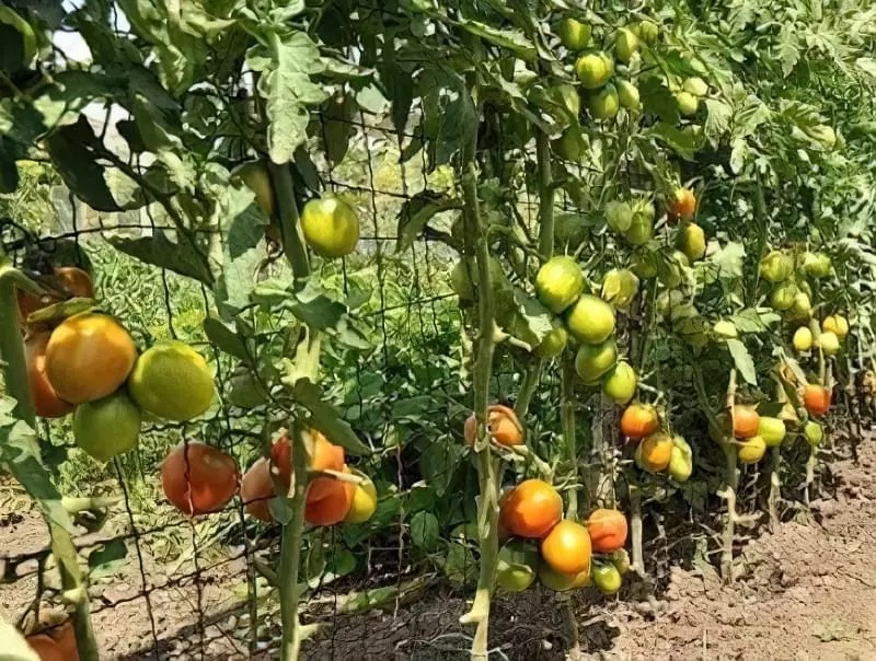 Горизонтальные шпалеры – самые удобные шпалеры для выращивания помидоров в открытом грунте. Горизонтальные шпалеры – самые удобные шпалеры для выращивания помидоров в открытом грунте.