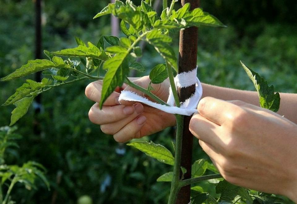 Как правильно подвязывать помидоры? Как правильно подвязывать помидоры?