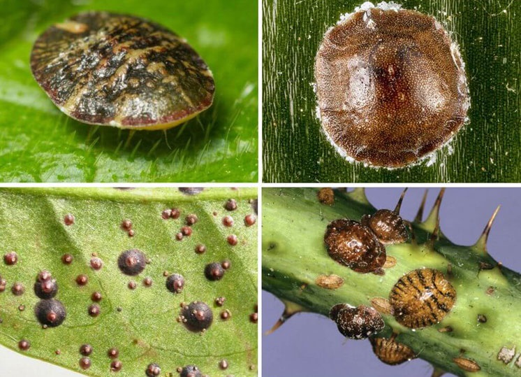 Щитовки – это неподвижные насекомые-паразиты, питающиеся соком растений.