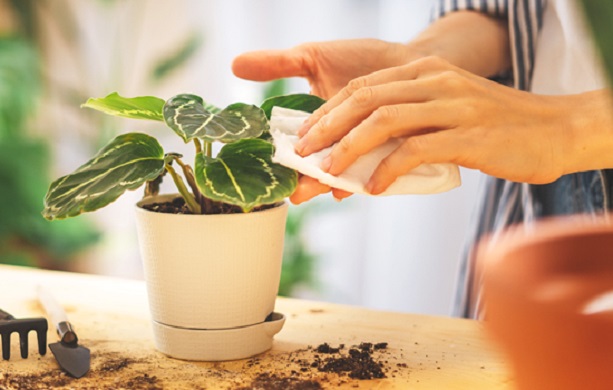 Лучше всего бороться со щитовкой сочетанием системного и контактного воздействия.